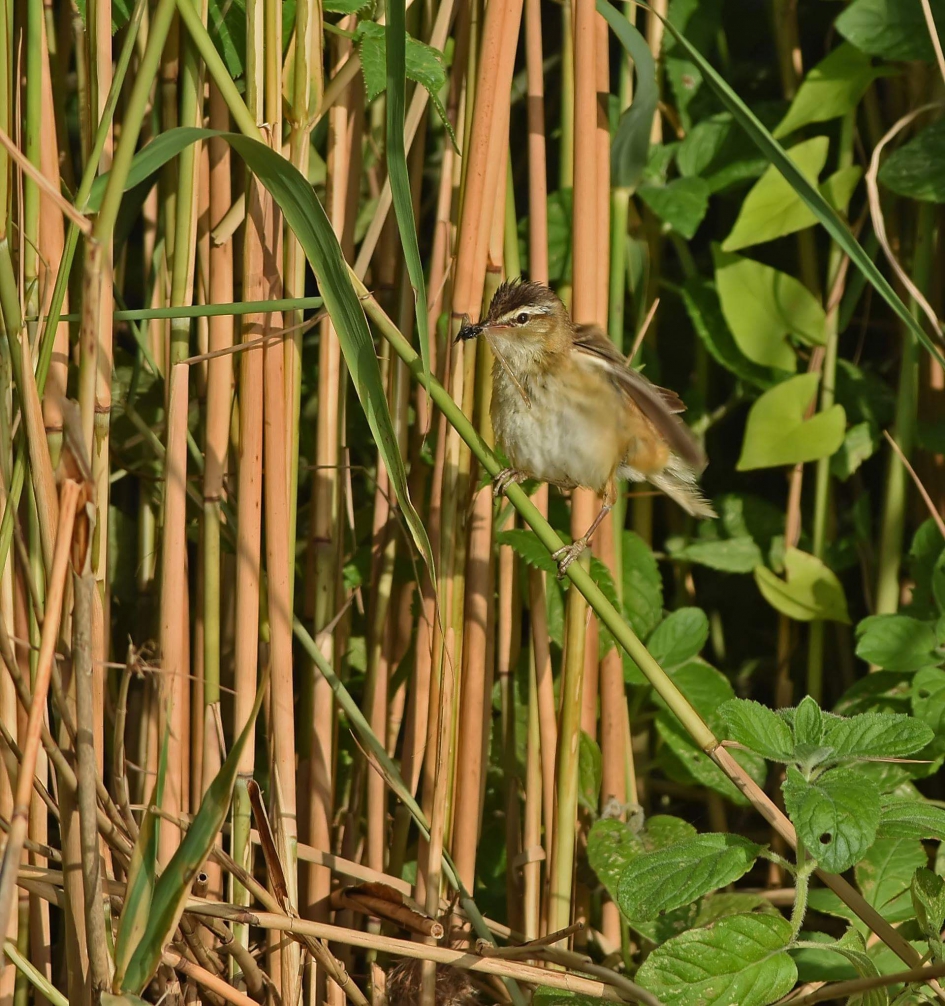 Rietzanger met libelle - Vogels - Rietzanger