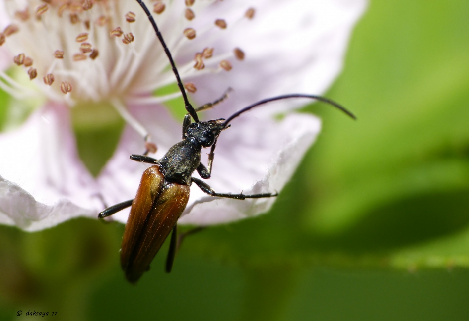 Rode Smalbok - Geleedpotigen - 