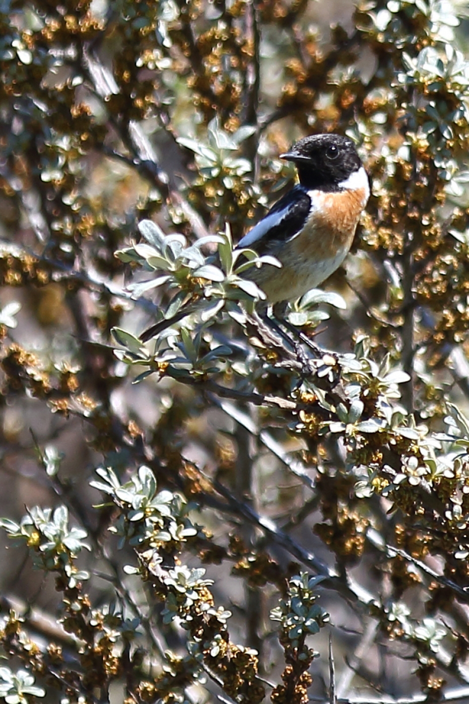 roodborsttapuit -m- - Vogels - 