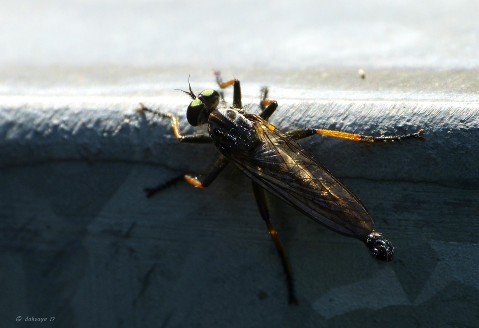 Roofvlieg - Geleedpotigen - 