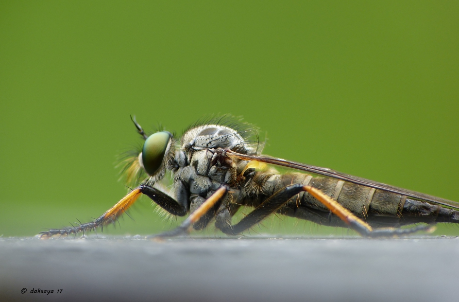 Roofvlieg - Geleedpotigen - Roofvlieg