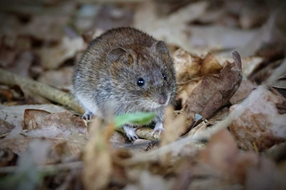 Rose woelmuis - Zoogdieren - Rose woelmuis