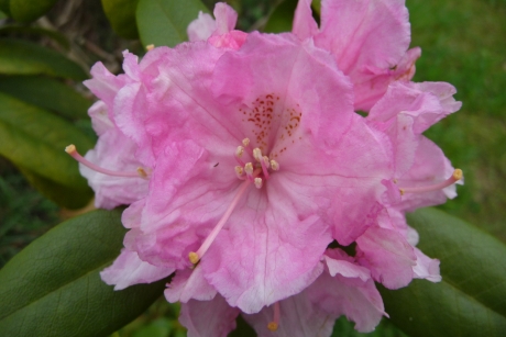 Roze rhododendron