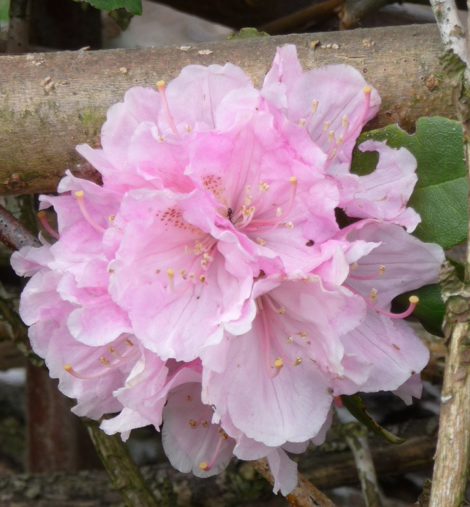 Mooi roze - Planten - 