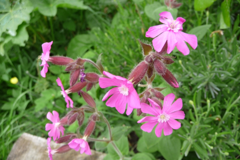 Roze dagkoekoeksbloem - Planten - 