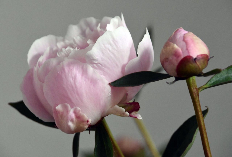 Roze pioen - Planten - 
