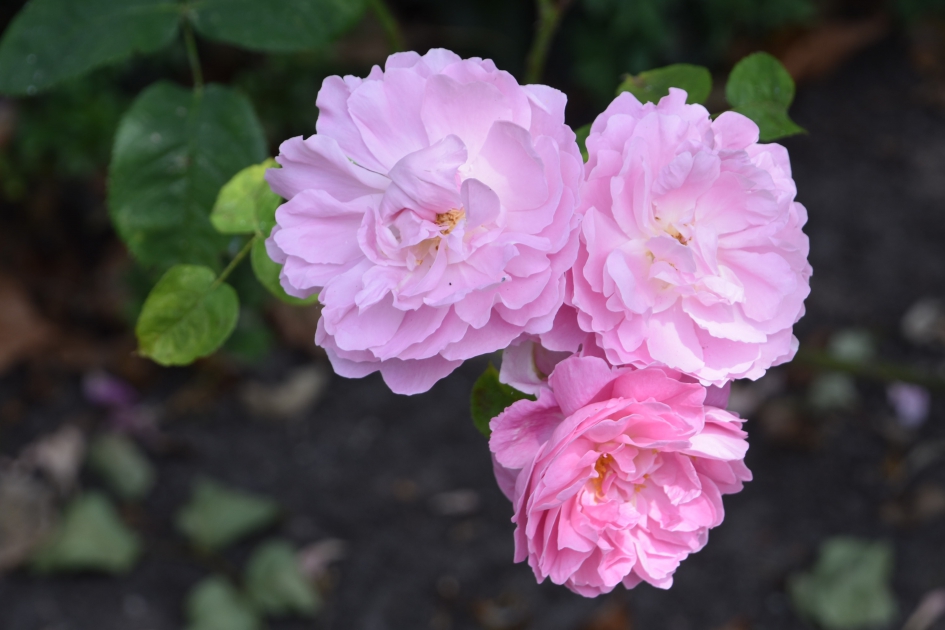 Roze rozen - Planten - 