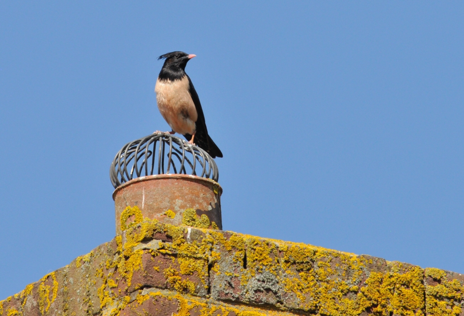 Roze spreeuw - Vogels - 