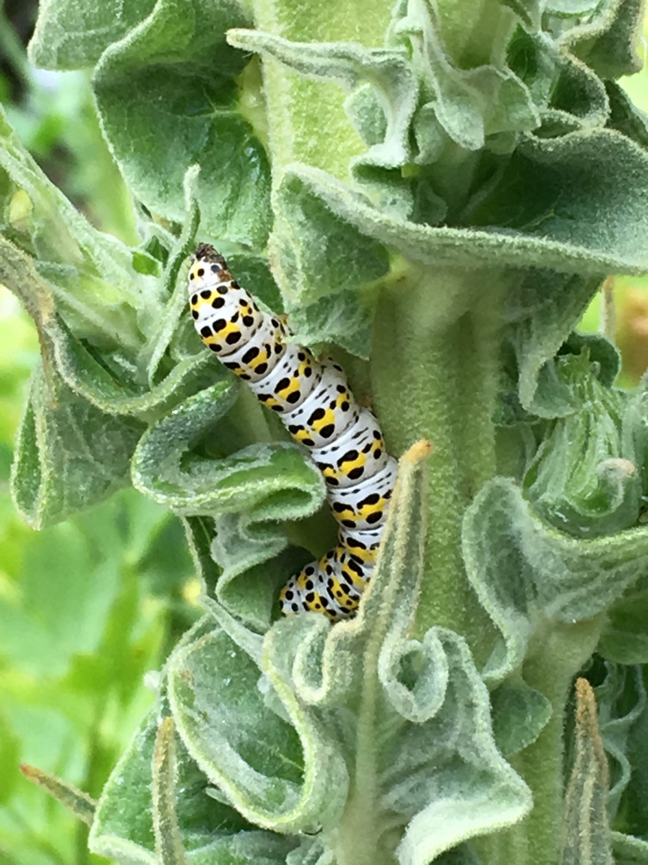 Rups - Geleedpotigen - ?