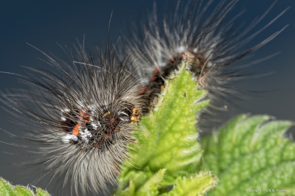 Rups van de donsvlinder - Geleedpotigen - Donsvlinder