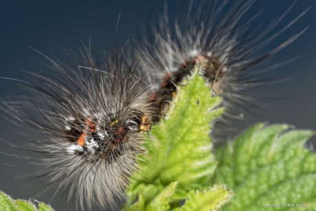 Rups van de donsvlinder