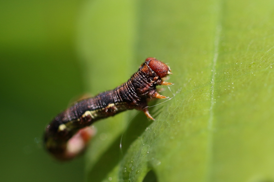 rups van de grote wintervlinder - Geleedpotigen - 
