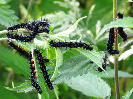 Rupsen van de dagpauwoog