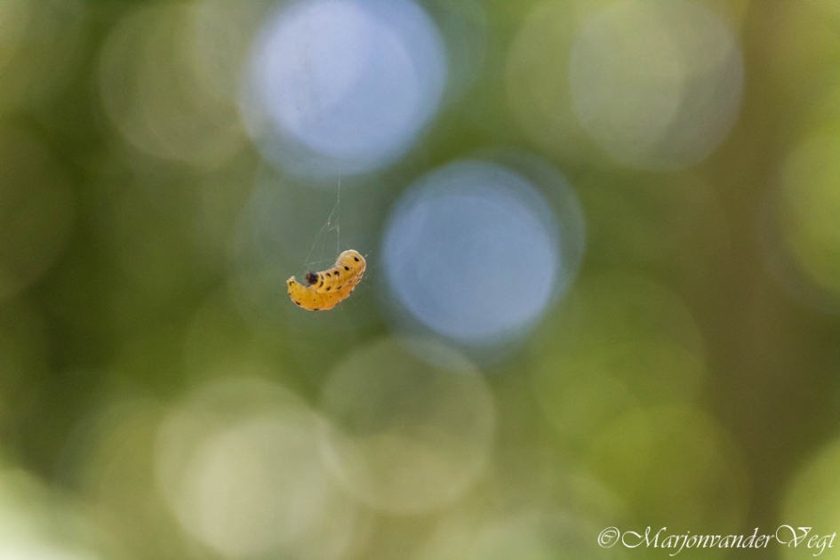Rupsje nooit genoeg - Geleedpotigen - Stippelmot in wording