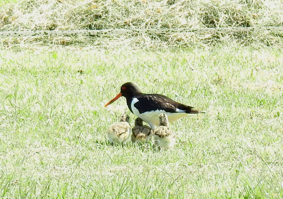 Scholekster met kuikens - Vogels - Scholekster
