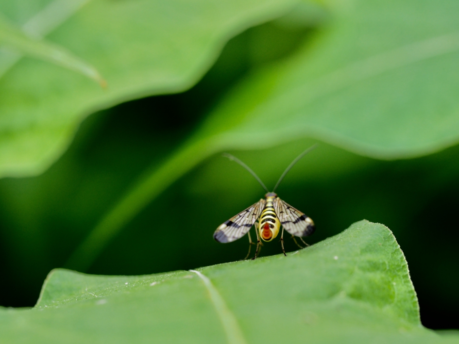 Schorpioenvleg - Geleedpotigen - Schorpioenvlieg vrouwtje
