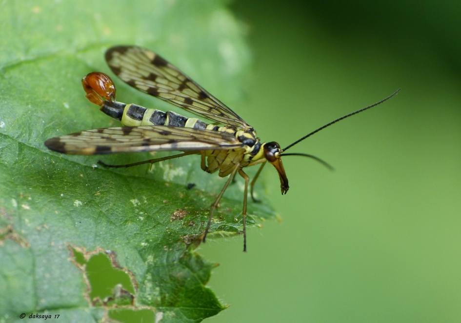 Schorpioenvlieg - Geleedpotigen - 