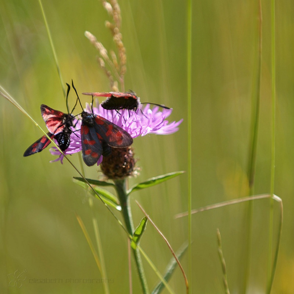 Sint-Jansvlinder - Overig - St. Jansvlinder