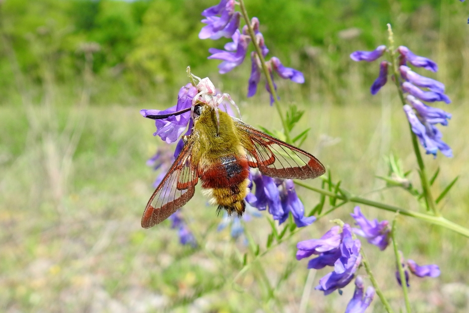 Slachtoffer - Geleedpotigen - Gewone kameleonspin/ Glasvleugelpijlstaart