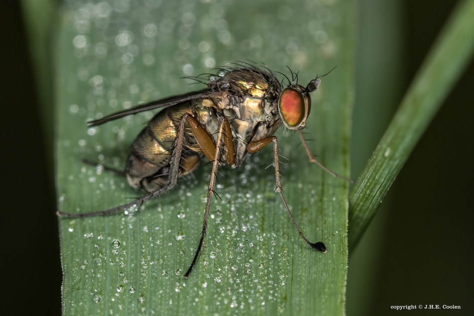 Slankpootvlieg - Geleedpotigen - Slankpootvlieg