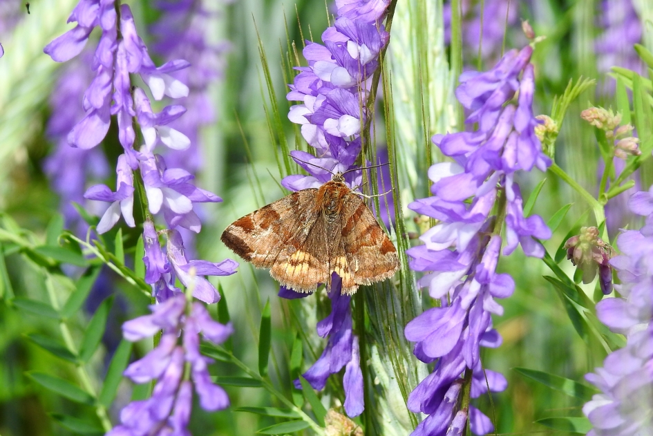 Sleets uiltje - Geleedpotigen - Bruine daguil