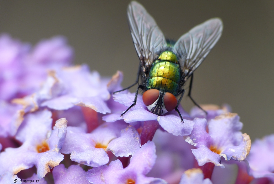 Slurp! - Geleedpotigen - Groene keizersvlieg