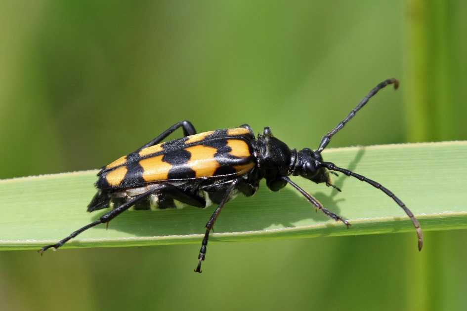 Smalboktor - Geleedpotigen - Gevlekte smalboktor