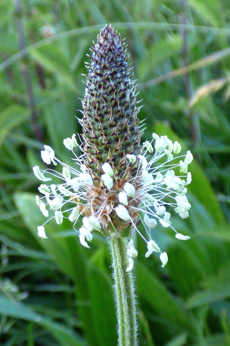 Smalle weegbree - Planten - Smalle weegbree