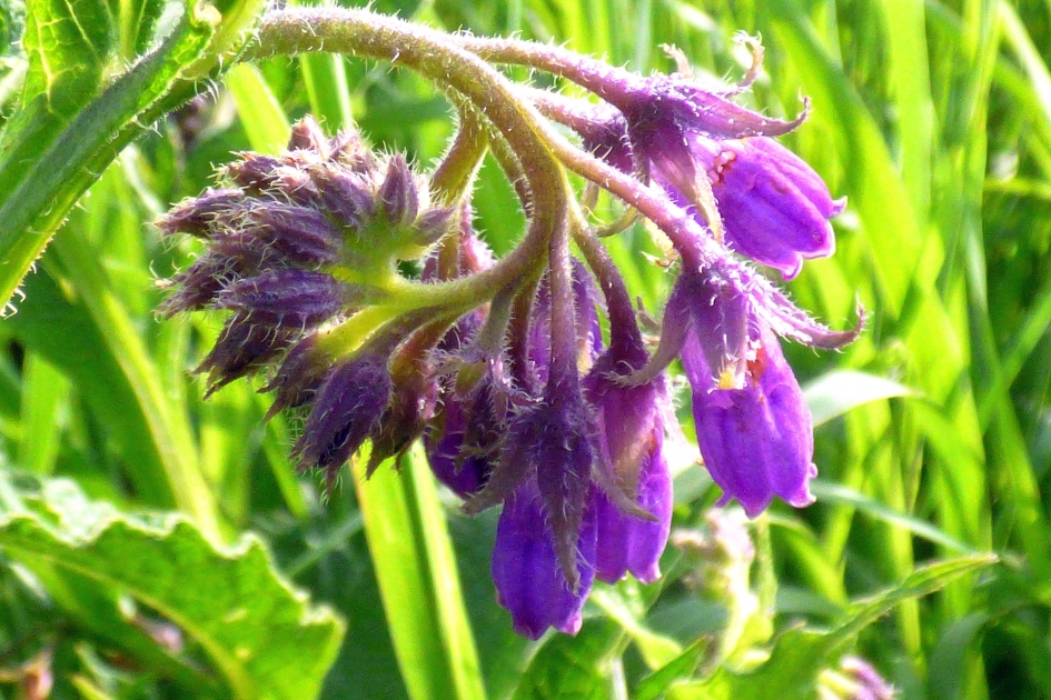 Smeerwortel - Planten - Gewone Smeerwortel