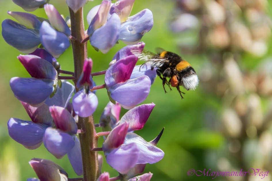 Snoepdoos - Geleedpotigen - Hommel