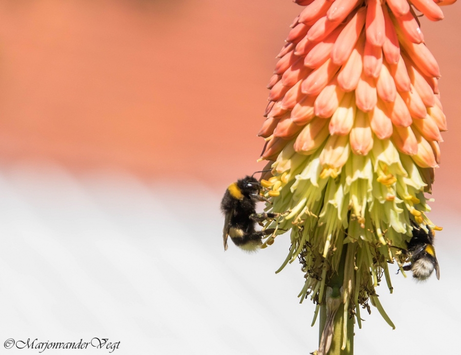 Snoeperds - Geleedpotigen - bijen