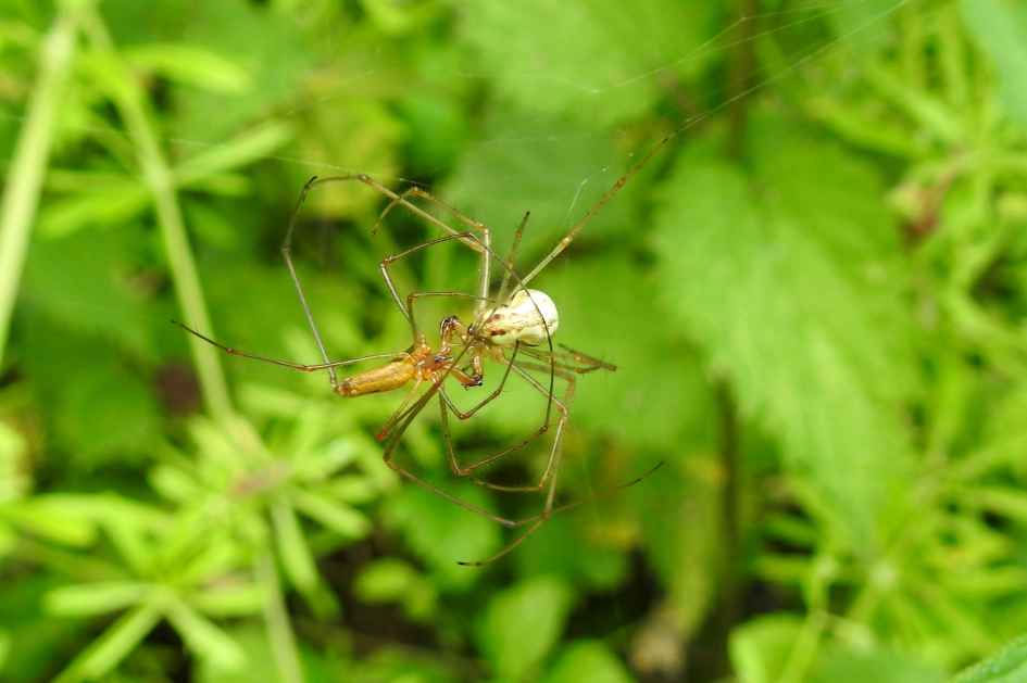 Spinnenliefde - Geleedpotigen - Strekspin