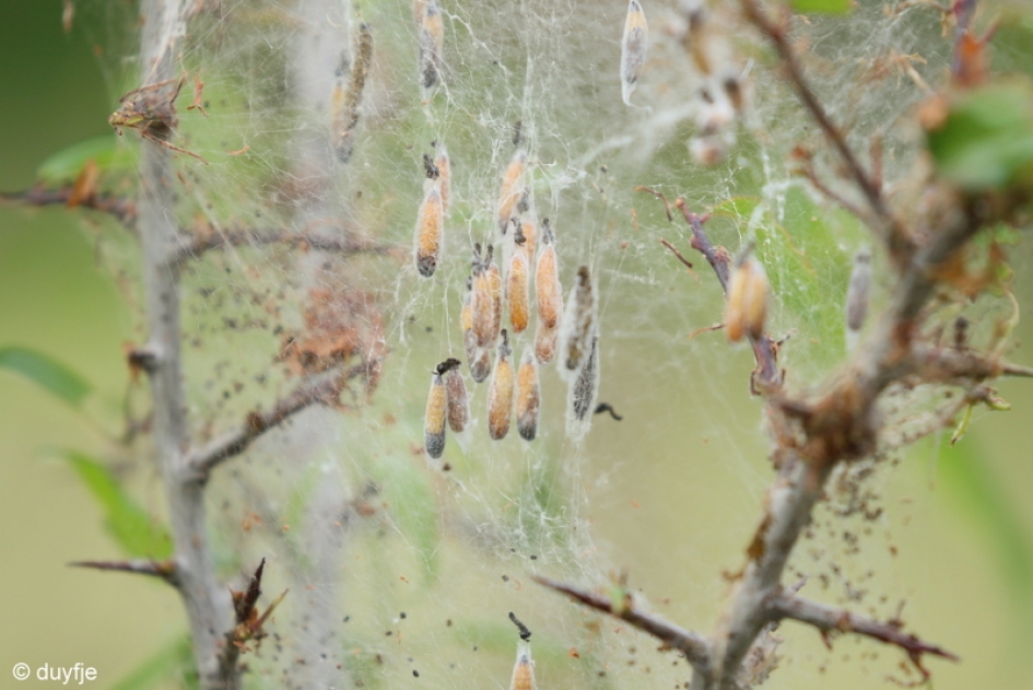 Spinsels - Geleedpotigen - 