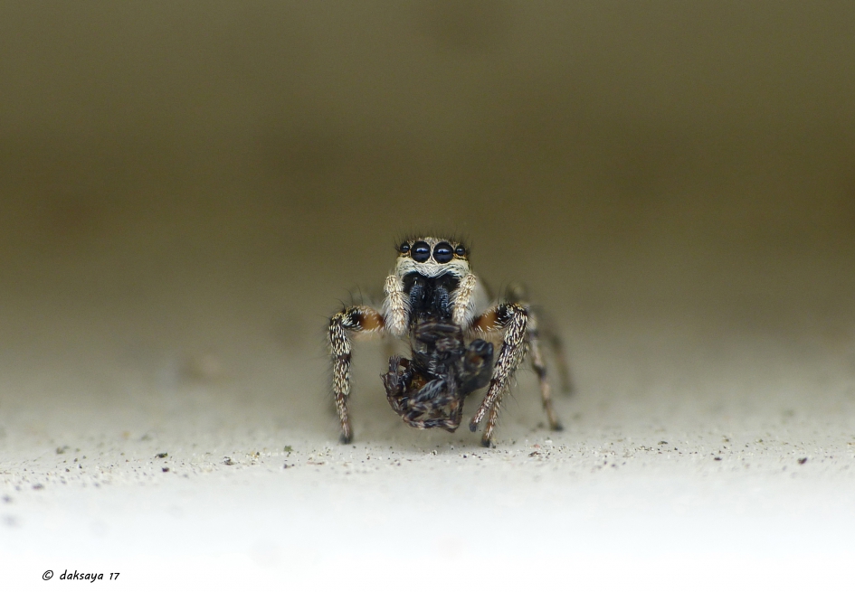 Spooky - Geleedpotigen - 