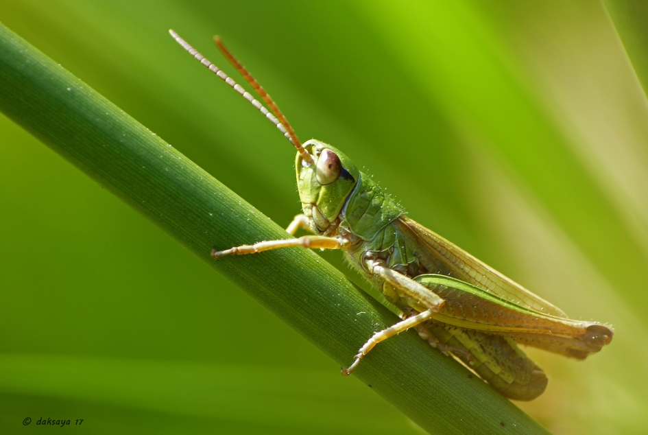 Springer - Geleedpotigen - 