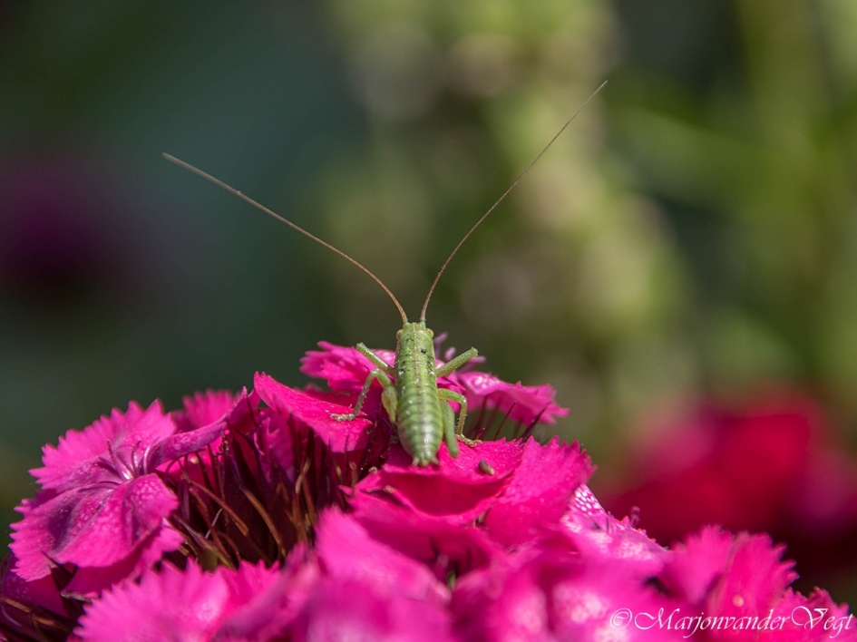 Springert - Geleedpotigen - struiksprinkhaan