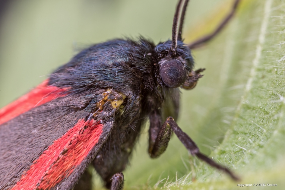 St. Jacobsvlinder - Geleedpotigen - St. Jacobsvlinder