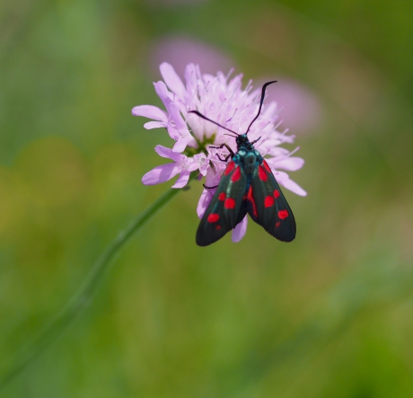 St. Jansvlinder op duifkruid