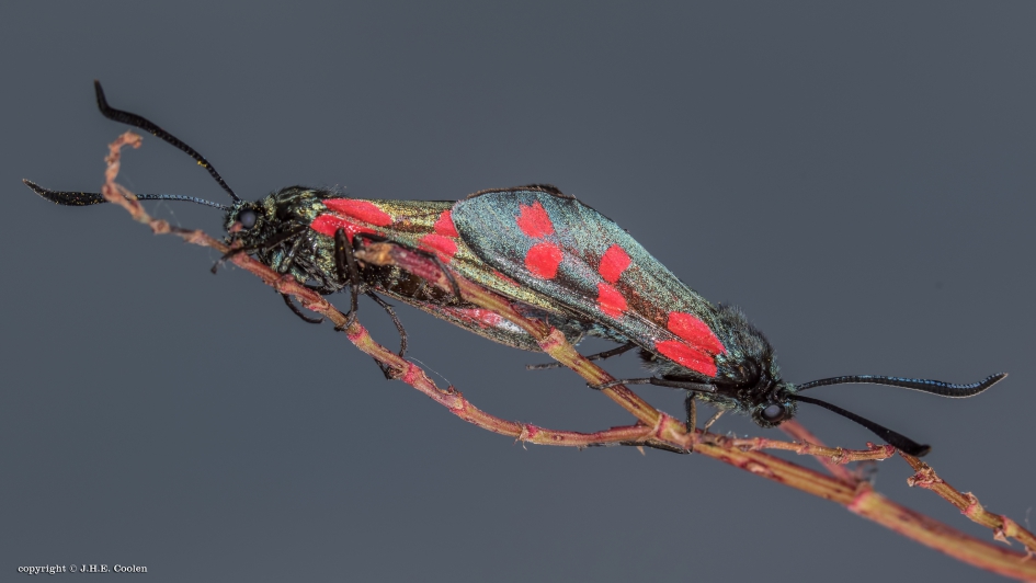 St. Jansvlinder(s) - Geleedpotigen - St.jansvlinder