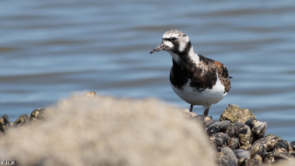 Steenloper - Vogels - steenloper