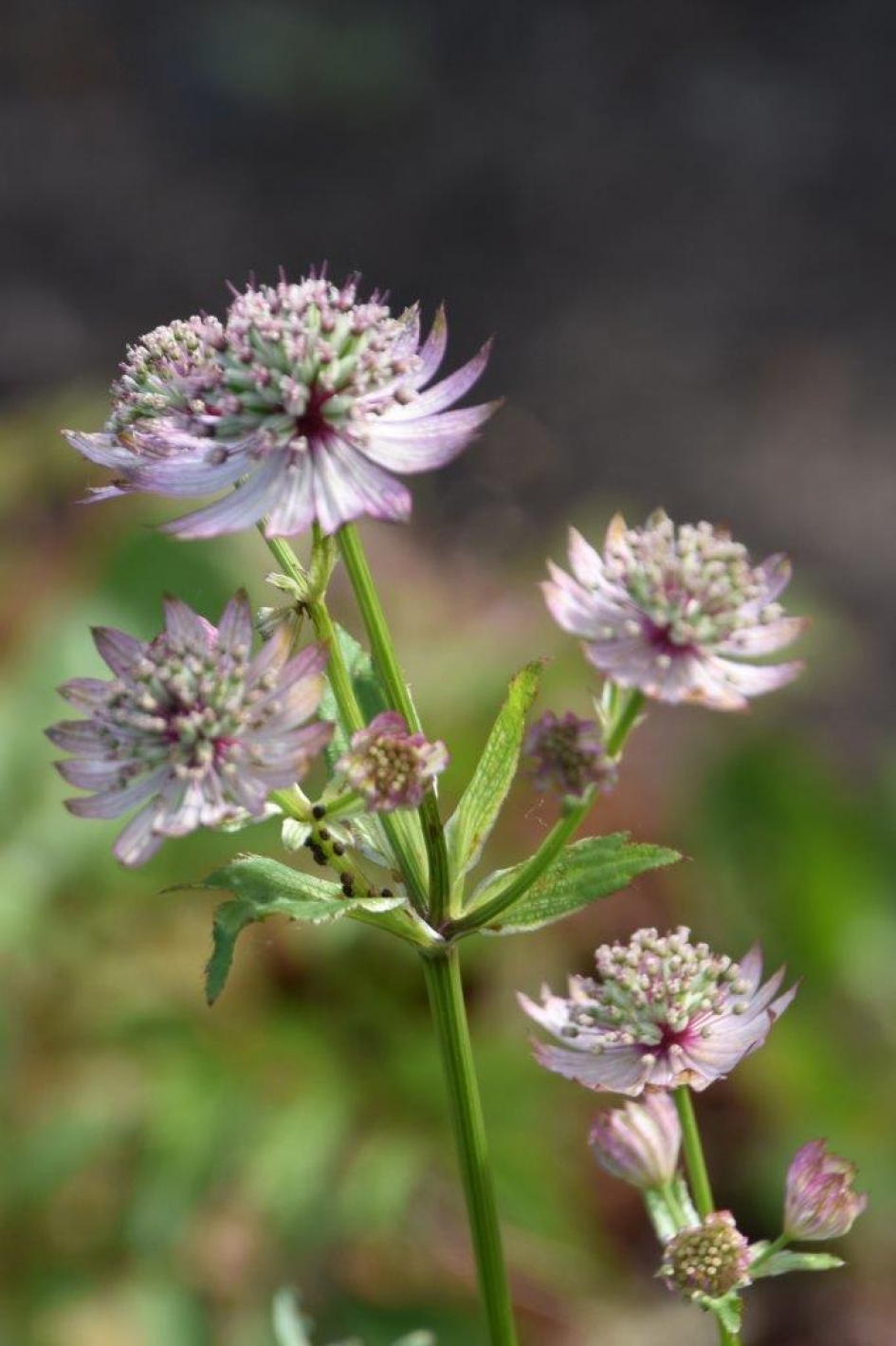 Sterrenscherm.. - Planten - 
