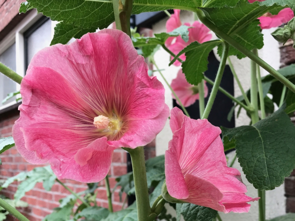 Stokroos - Planten - 