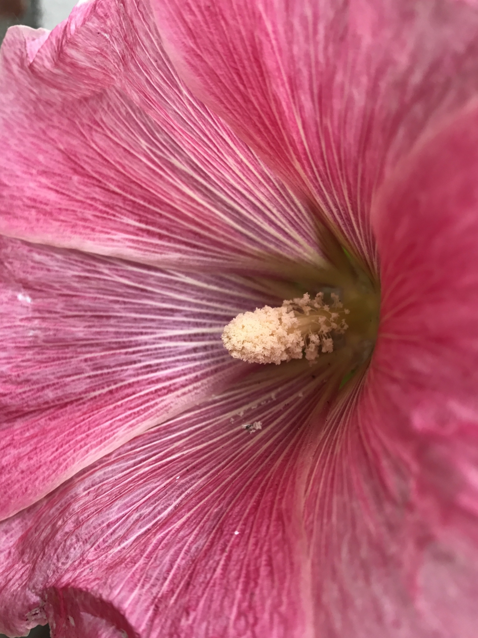 Even minder tijd... - Planten - 