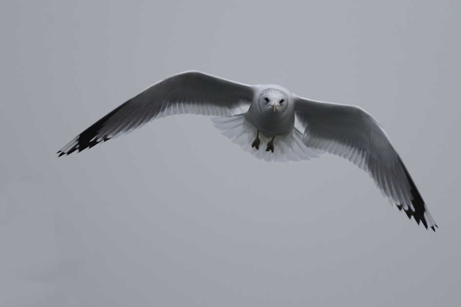stormmeeuw - Vogels - 