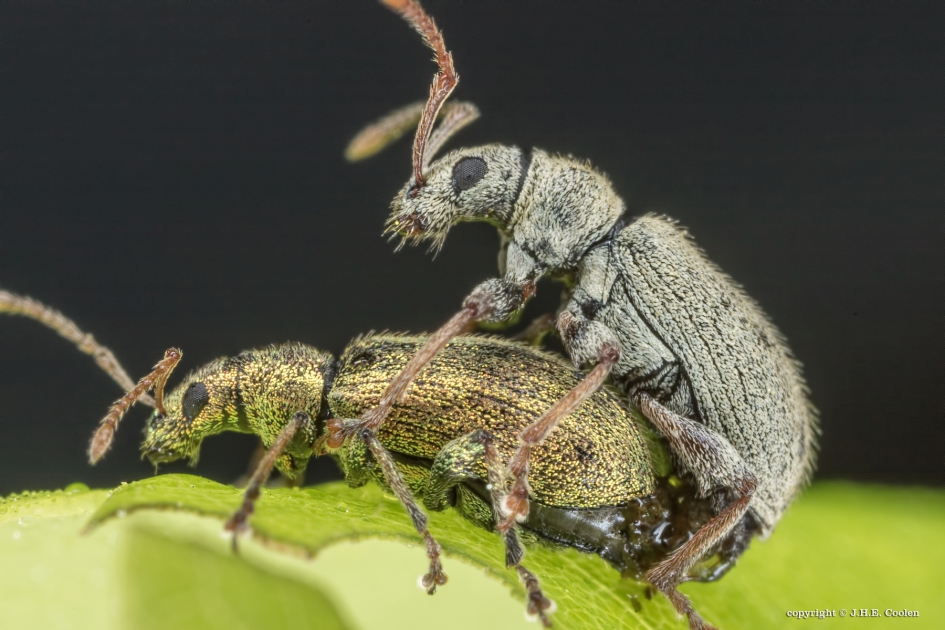 Struiksnuitkever(s) - Geleedpotigen - Struiksnuitkever