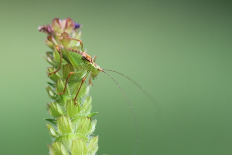 struiksprinkhaan -nimf-