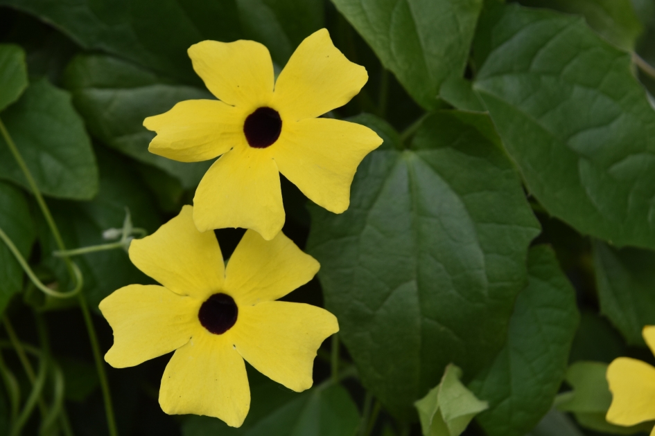 Suzanne-met-de-mooie-oogjes - Planten - 