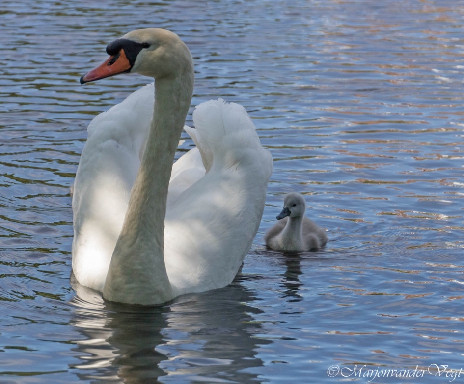 Trots - Vogels - Zwanen
