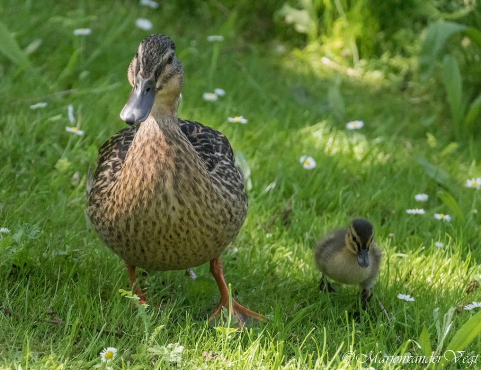 Trotse mama - Vogels - Wilde eend