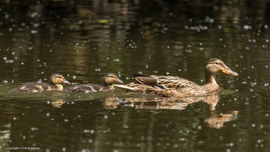 Trotse moeder - Vogels - Wilde eend